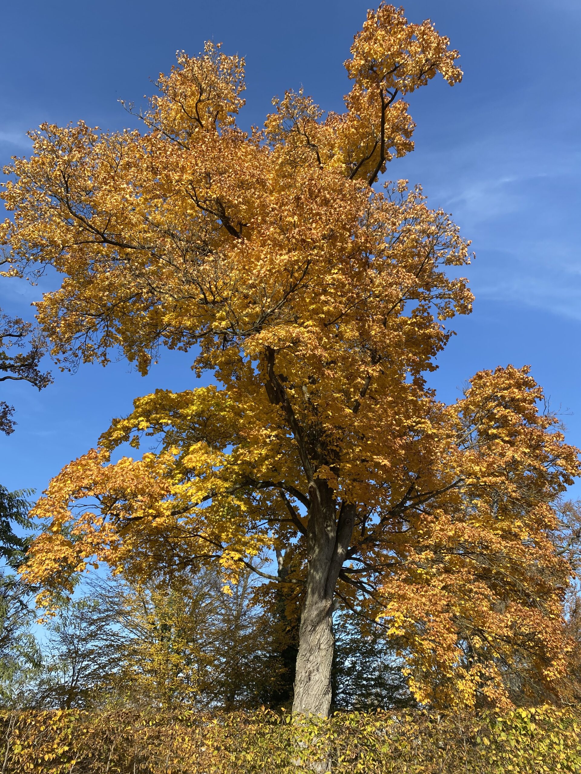 Herbstbaum